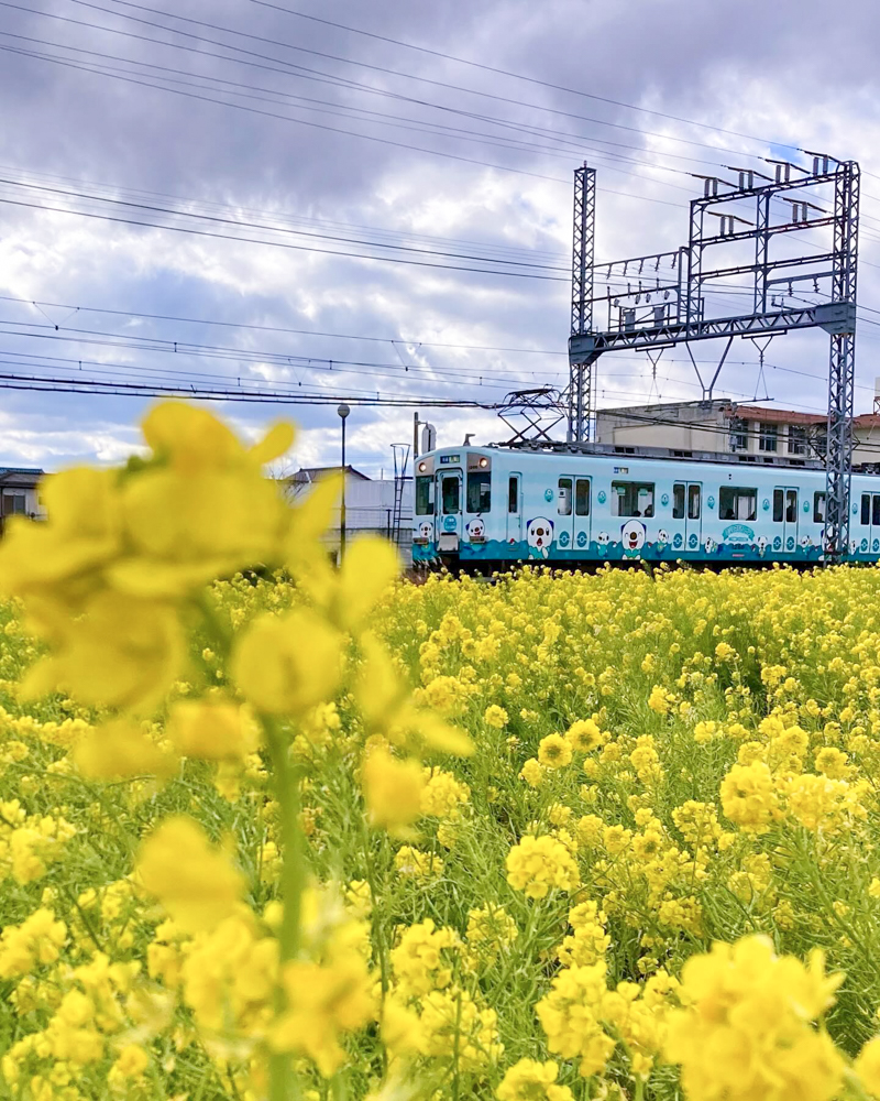 斎宮跡、菜の花、1月春の花、三重県多気郡の観光・撮影スポットの名所